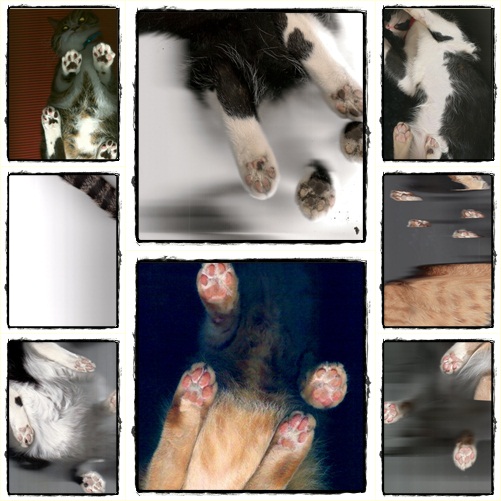  เมื่อเหมียวโดนจับขึ้นเครื่องสแกนเนอร์