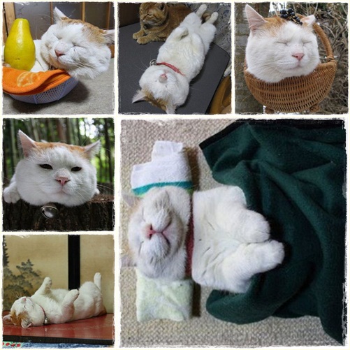 หาววว แมวที่ขี้เกียจที่สุดในโลก