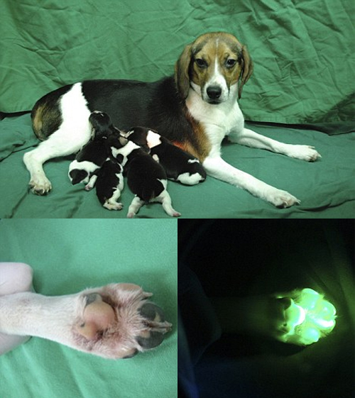 สุนัขเรืองแสง