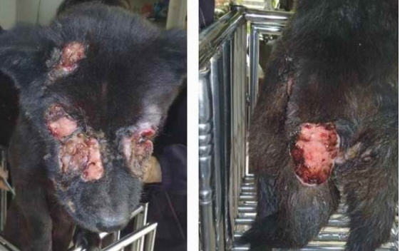 //haadmin.kapook.com//img.kapook.com/image/pet_2/xixi-foshan-dog-abused-02-560x419.jpg