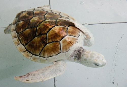 เกาะหวาย