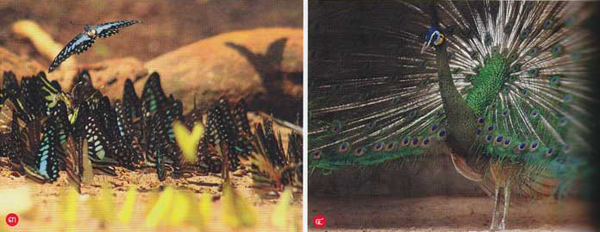 สระแก้ว