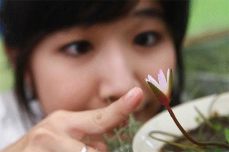บัวจิ๋วที่สุดในโลก 