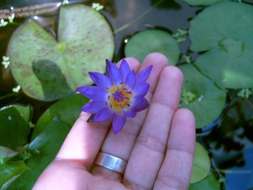 บัวจิ๋วที่สุดในโลก 