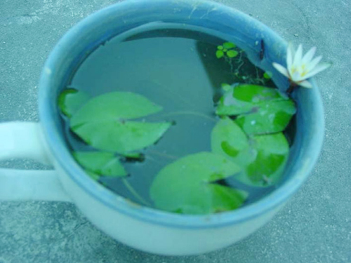 บัวจิ๋วที่สุดในโลก 