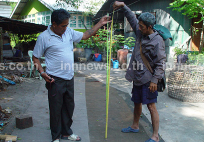 ข่าวงูกรีนแมมบ้า