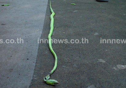 ข่าวงูกรีนแมมบ้า
