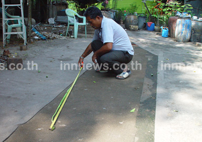 ข่าวงูกรีนแมมบ้า