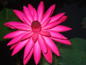 บัวพันธุ์ใหม่