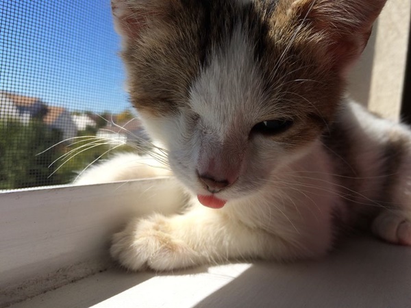 เผยชีวิตฟ้าหลังฝนของ ป๊อปปี้ ลูกแมวโดนทิ้งและตาบอดตั้งแต่เกิด  