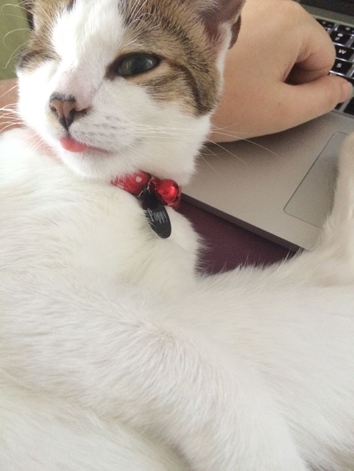 เผยชีวิตฟ้าหลังฝนของ ป๊อปปี้ ลูกแมวโดนทิ้งและตาบอดตั้งแต่เกิด  