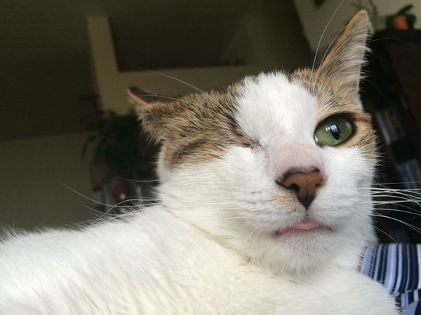 เผยชีวิตฟ้าหลังฝนของ ป๊อปปี้ ลูกแมวโดนทิ้งและตาบอดตั้งแต่เกิด  