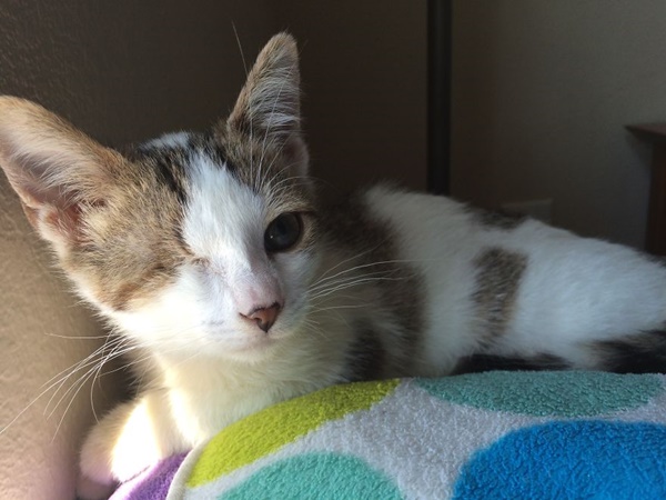 เผยชีวิตฟ้าหลังฝนของ ป๊อปปี้ ลูกแมวโดนทิ้งและตาบอดตั้งแต่เกิด  