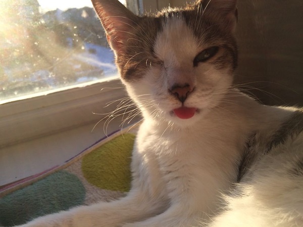 เผยชีวิตฟ้าหลังฝนของ ป๊อปปี้ ลูกแมวโดนทิ้งและตาบอดตั้งแต่เกิด  