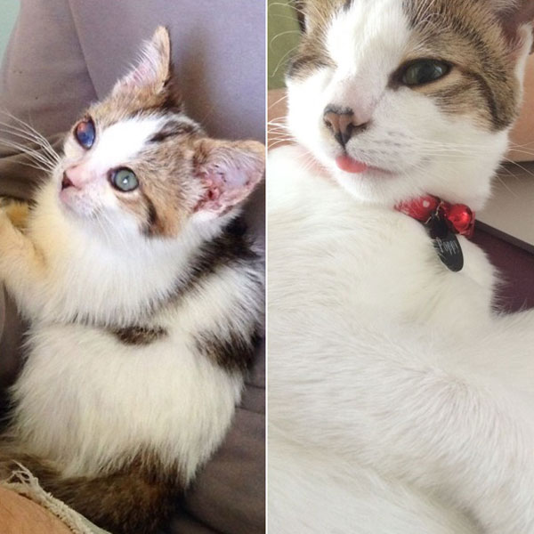 เผยชีวิตฟ้าหลังฝนของ ป๊อปปี้ ลูกแมวโดนทิ้งและตาบอดตั้งแต่เกิด  