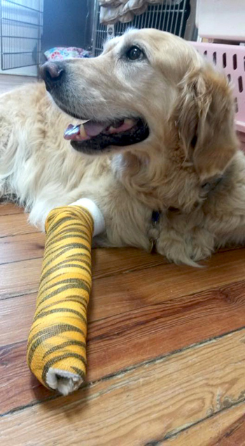 สุนัขปกป้องเจ้าของ