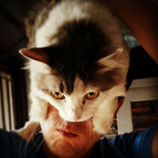 แอนดริว เกร็กสัน