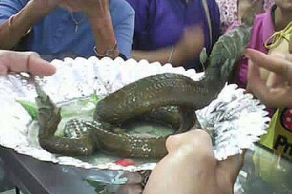 ภาพสัตว์คล้ายลูกพญานาค