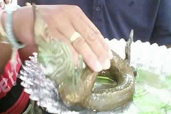 ภาพสัตว์คล้ายลูกพญานาค