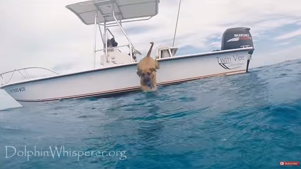 เจ้าตูบเกิดมาเพิ่งเคยเห็นโลมาครั้งแรก