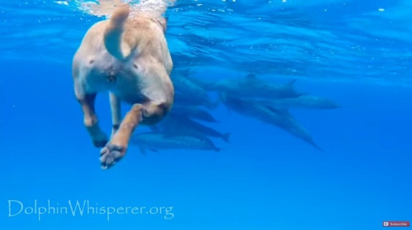 เจ้าตูบเกิดมาเพิ่งเคยเห็นโลมาครั้งแรก