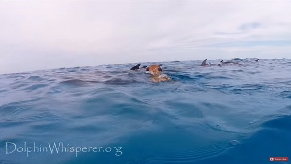 เจ้าตูบเกิดมาเพิ่งเคยเห็นโลมาครั้งแรก