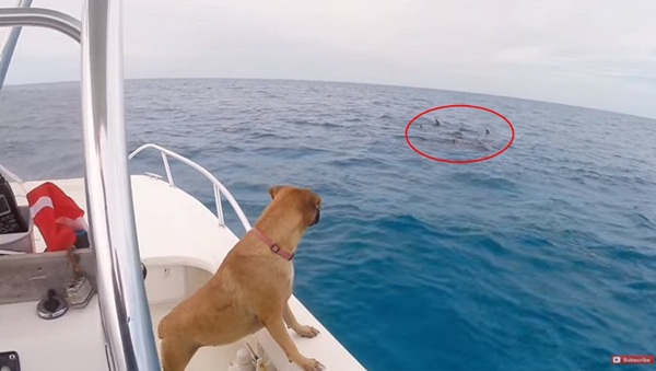 เจ้าตูบเกิดมาเพิ่งเคยเห็นโลมาครั้งแรก