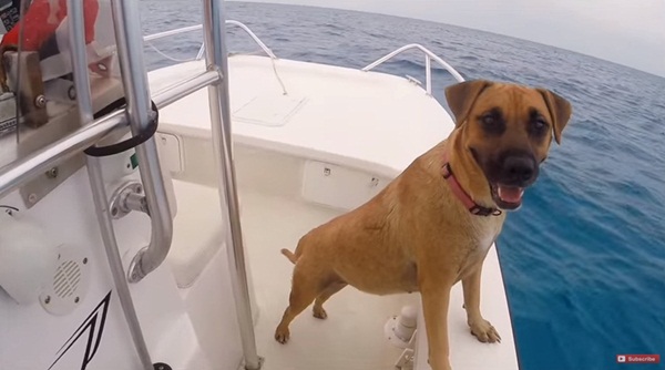 เจ้าตูบเกิดมาเพิ่งเคยเห็นโลมาครั้งแรก