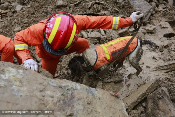 สุนัขกู้ภัย