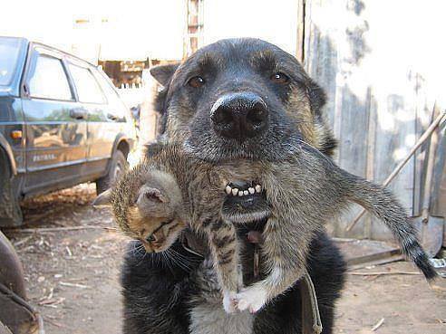 สุนัขสุดกล้าหาญ ลุยเข้าบ้านไฟไหม้เพื่อช่วยลูกแมว