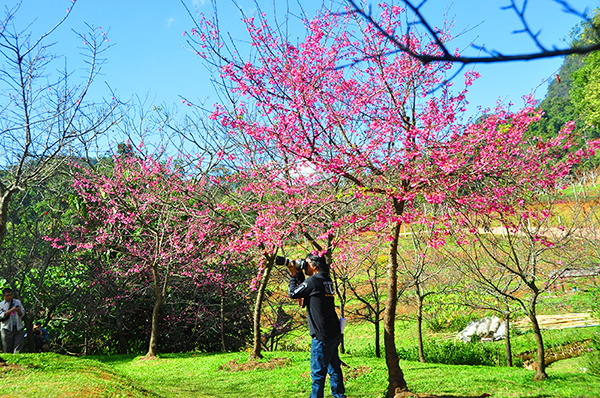 ซะกุระ สถานีเกษตรหลวงอ่างขาง 