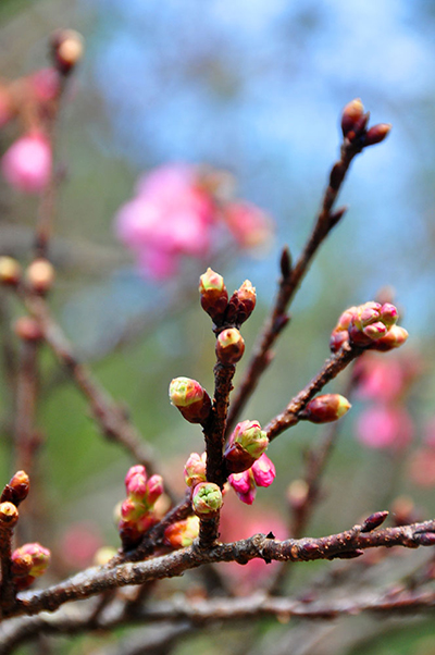ซะกุระ สถานีเกษตรหลวงอ่างขาง 