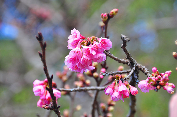 ซะกุระ สถานีเกษตรหลวงอ่างขาง 