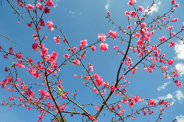 ซะกุระ สถานีเกษตรหลวงอ่างขาง 