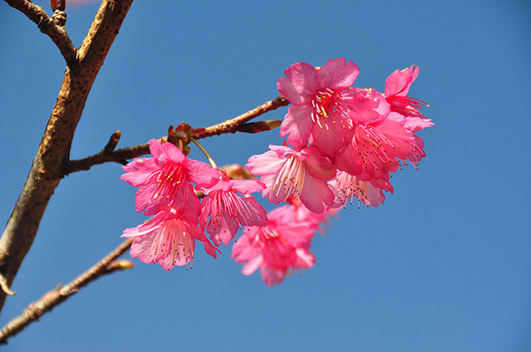 ซะกุระ สถานีเกษตรหลวงอ่างขาง 