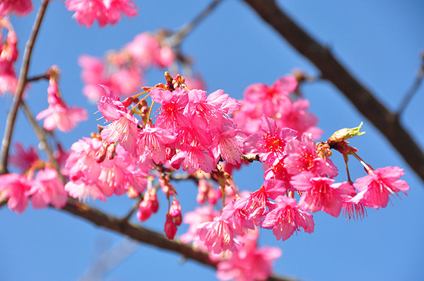 ซะกุระ สถานีเกษตรหลวงอ่างขาง 