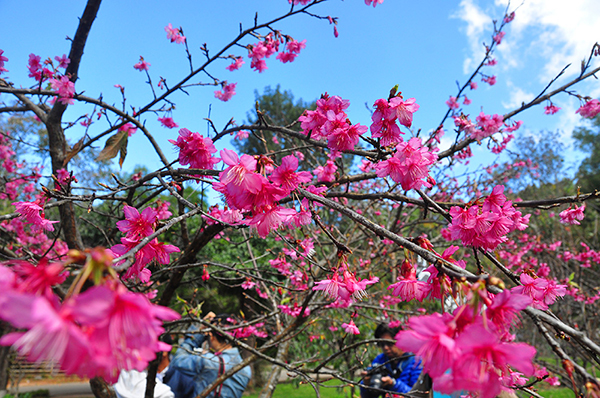 ซะกุระ สถานีเกษตรหลวงอ่างขาง 