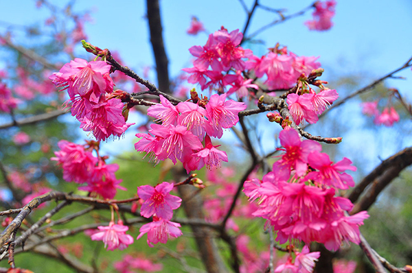 ซะกุระ สถานีเกษตรหลวงอ่างขาง 