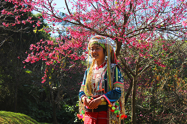 ซะกุระ สถานีเกษตรหลวงอ่างขาง