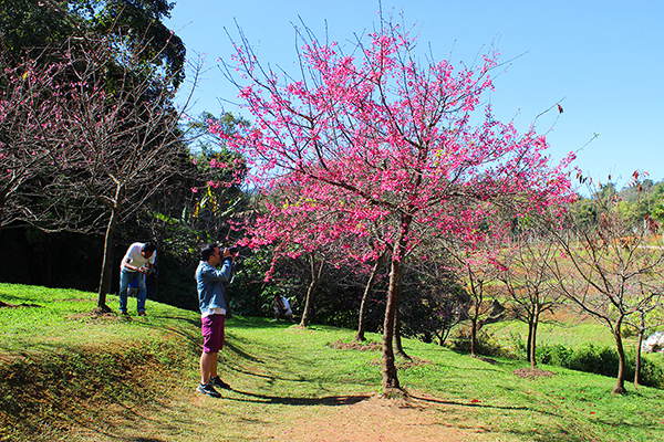 ซะกุระ สถานีเกษตรหลวงอ่างขาง 