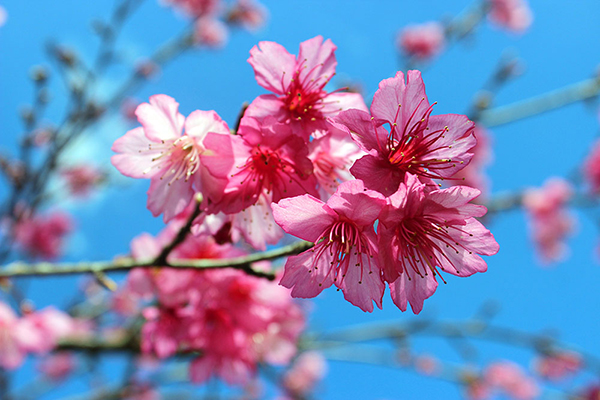 ซะกุระ สถานีเกษตรหลวงอ่างขาง 