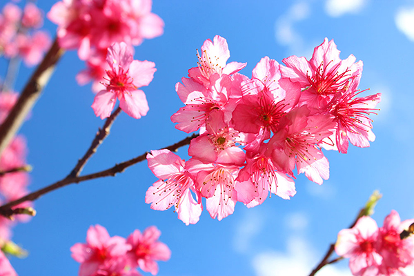 ซะกุระ สถานีเกษตรหลวงอ่างขาง 