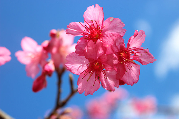 ซะกุระ สถานีเกษตรหลวงอ่างขาง 