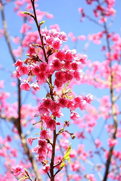 ซะกุระ สถานีเกษตรหลวงอ่างขาง 