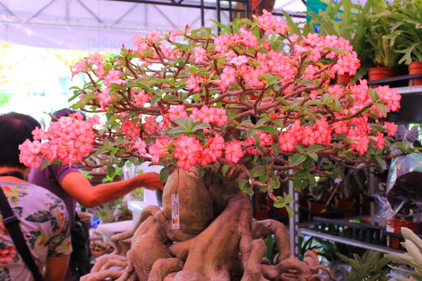 ตลาดคลองผดุงกรุงเกษม ตลาดคลองผดุงกรุงเกษม