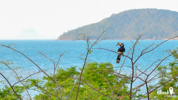 Virgin Island เมืองไทย Virgin Island เมืองไทย