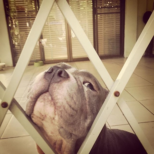 ตุ้งแช่ สุนัขของ สิงห์ Sqweez Animal