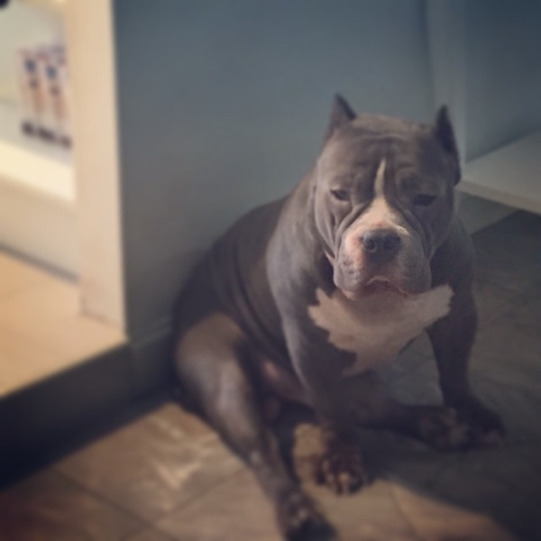 ตุ้งแช่ สุนัขของ สิงห์ Sqweez Animal