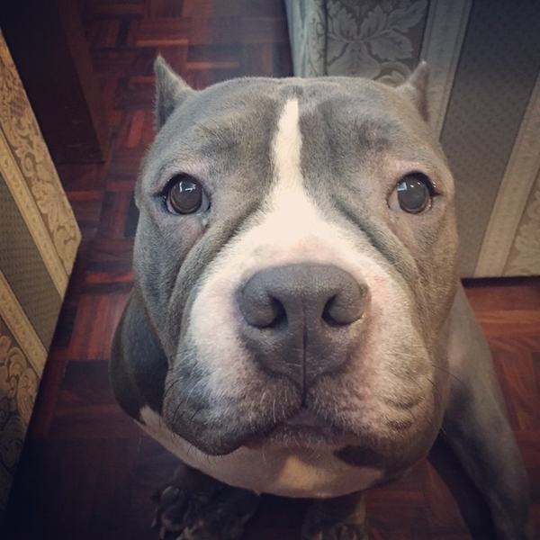 ตุ้งแช่ สุนัขของ สิงห์ Sqweez Animal