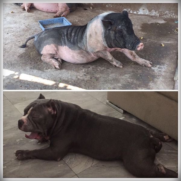 ตุ้งแช่ สุนัขของ สิงห์ Sqweez Animal